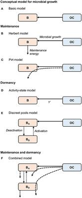 Bioenergetic Controls on Microbial Ecophysiology in Marine Sediments